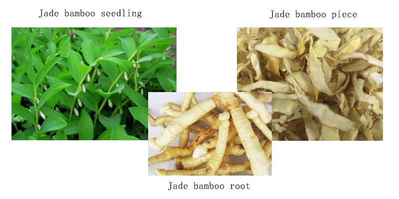 Display of raw materials of Polygonatum extract powder