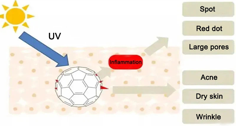 phenethyl resorcinol powder Anti-Inflammatory