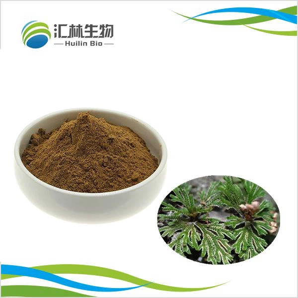 Pudră de extract de Selaginella Tamariscina