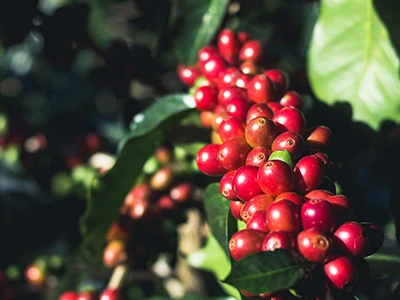Extractul de pulpă de cafea Arabica reduce colesterolul și greutatea
